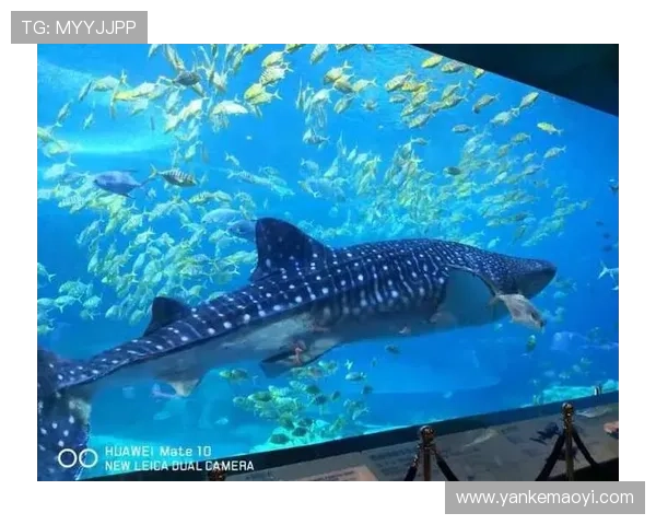 海洋之神角色养成指南,提升你的海底王国实力的实用策略与建议